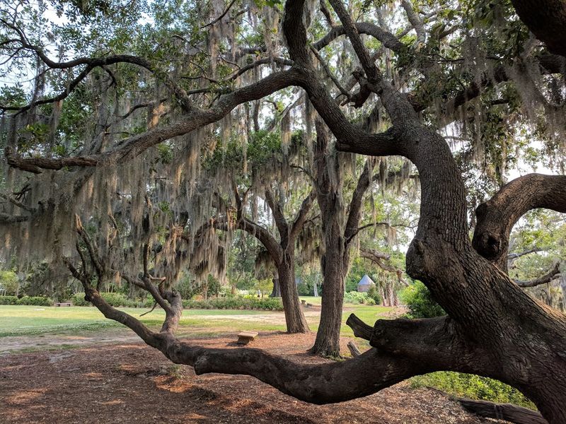 Spanish Moss and Wildlife