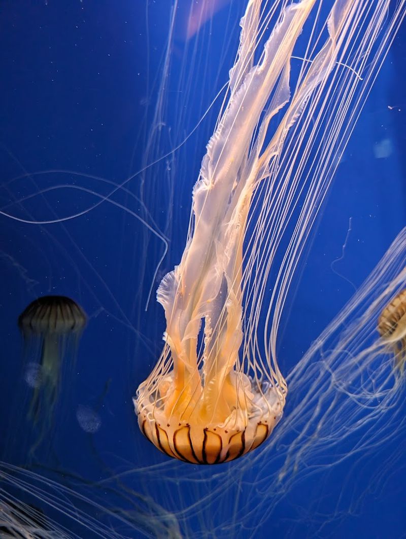 A Major Economic and Tourism Driver