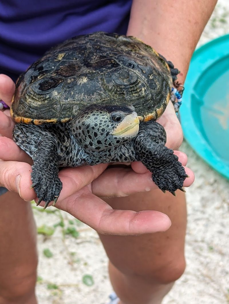 Navarre Beach Sea Turtle Conservation Center (Navarre)