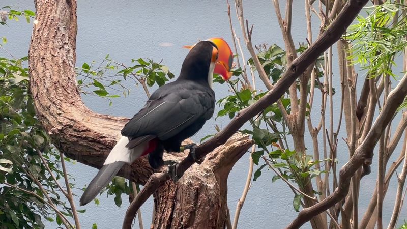 Immersive Free-Flight Rooms