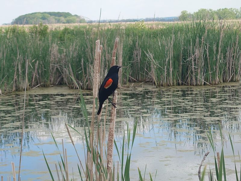 Horicon Marsh State Wildlife Area, Wisconsin