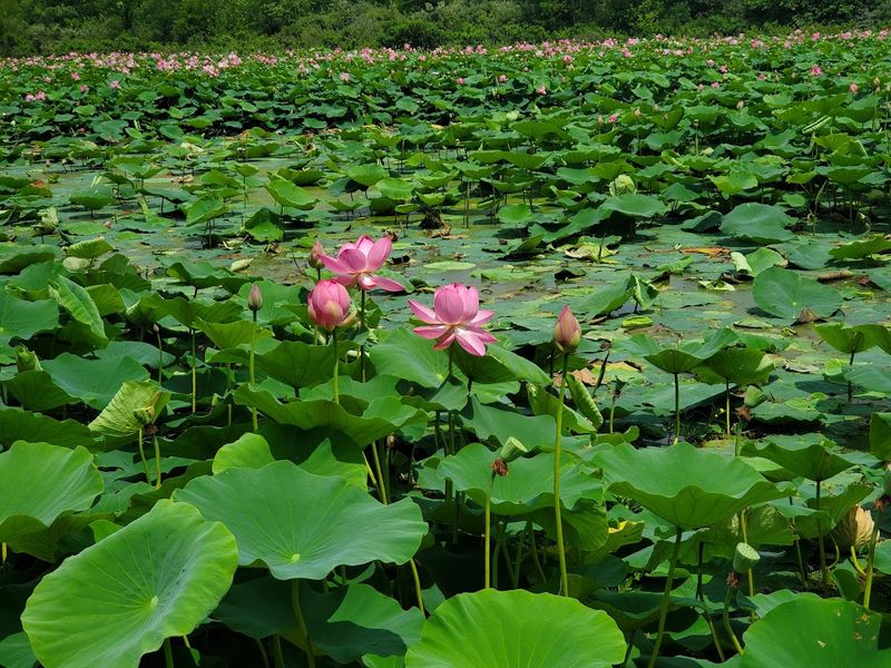 The TNT Area and McClintic Wildlife Management Area