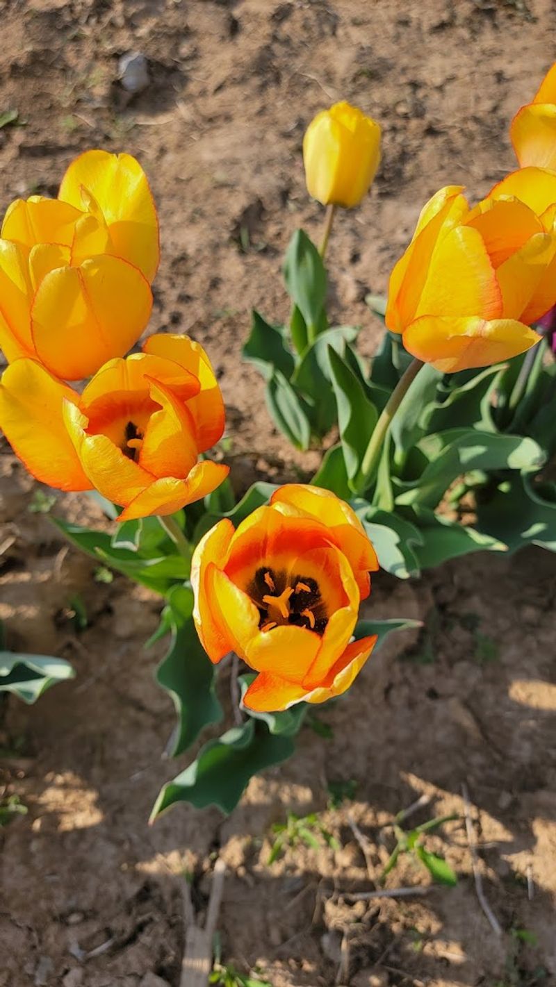 Getting There and Local Tips