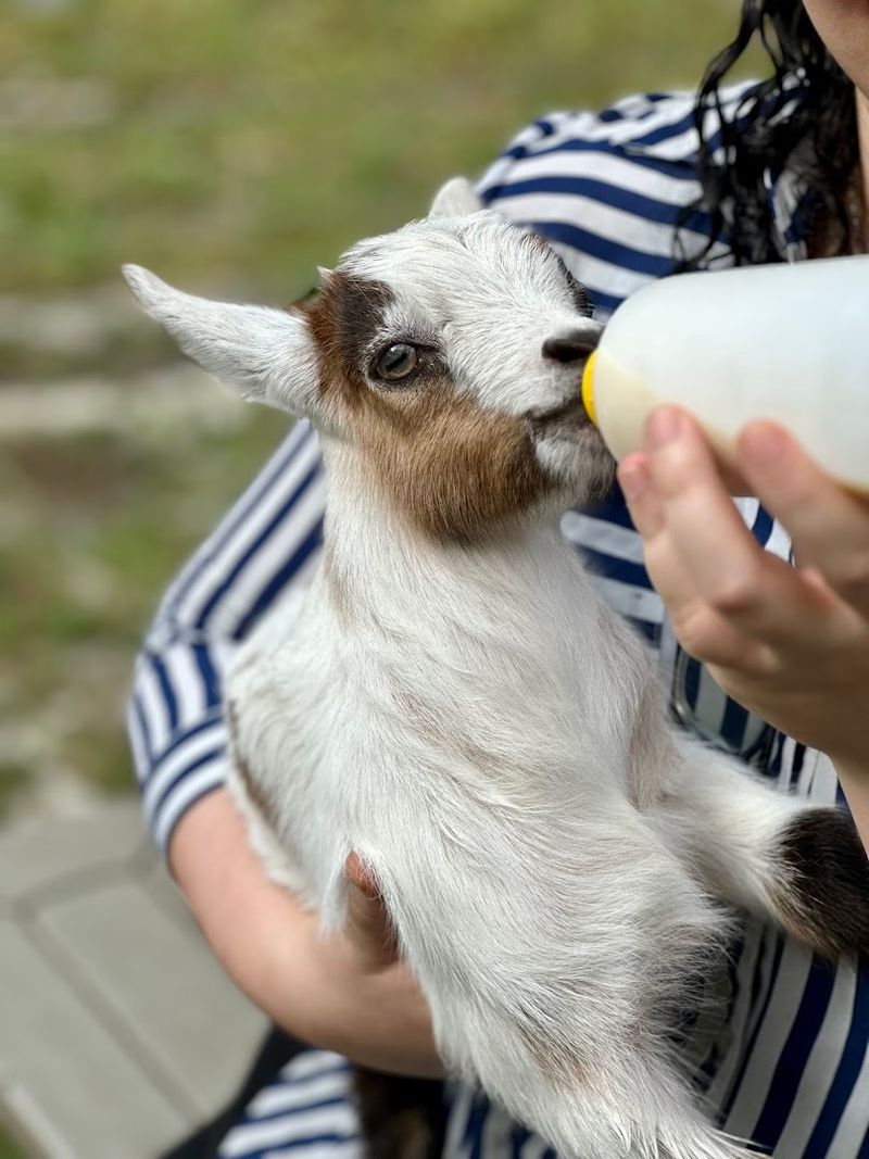 The Star Attraction: Baby Goat Bottle Feeding