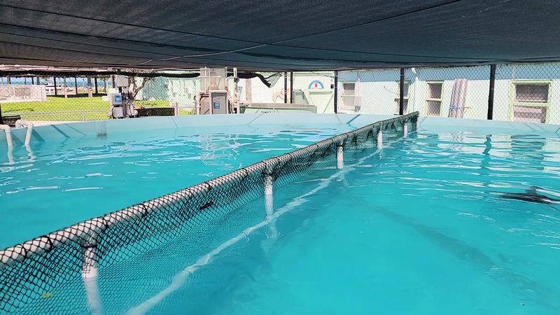 The Massive Saltwater Rehabilitation Pool