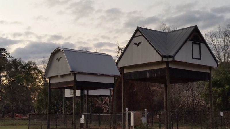 How the Bat Houses Benefit the Environment
