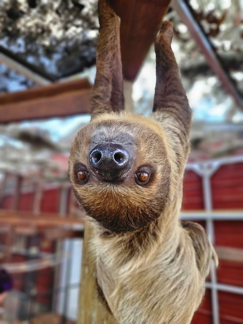 Gentle Time With Sloths