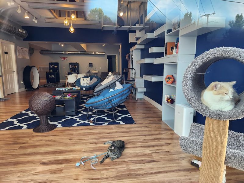 Designed for Comfort &mdash; For Cats and People