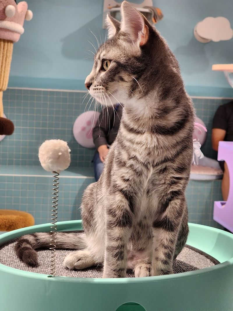 Kid Friendly, Cat Friendly