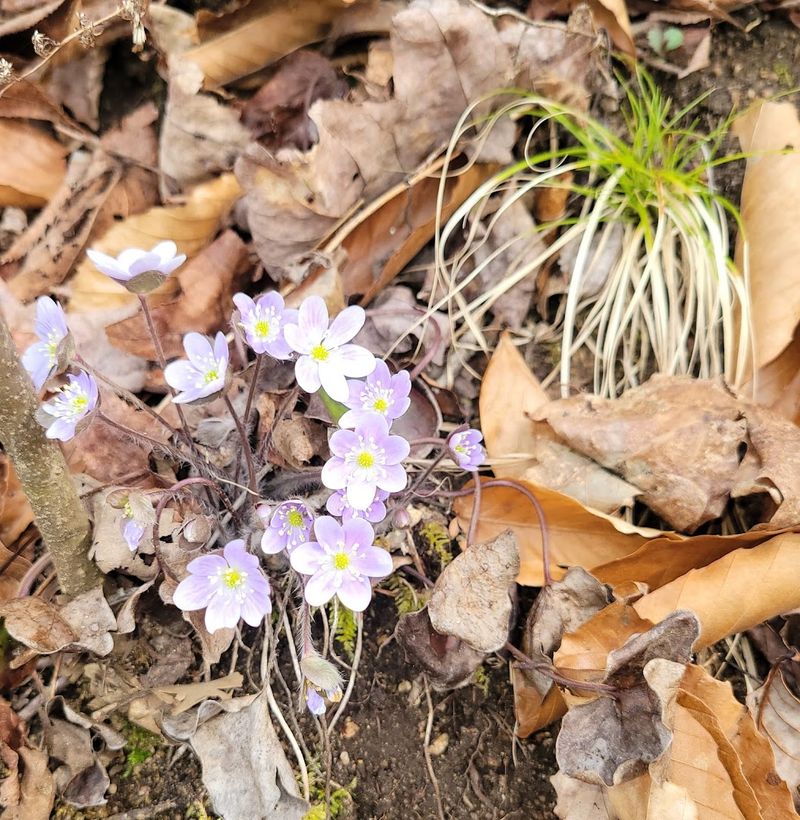 Rare Wildflowers and Wildlife Add to the Experience