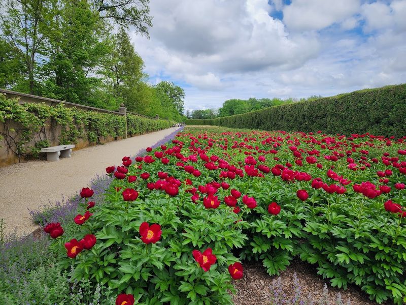 The Peony Garden: A Fragrant Explosion of Color