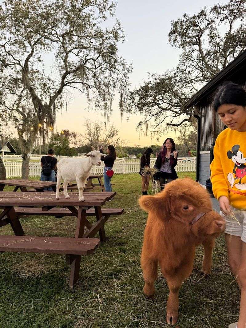 Guided Farm Tour With Emus And Cows