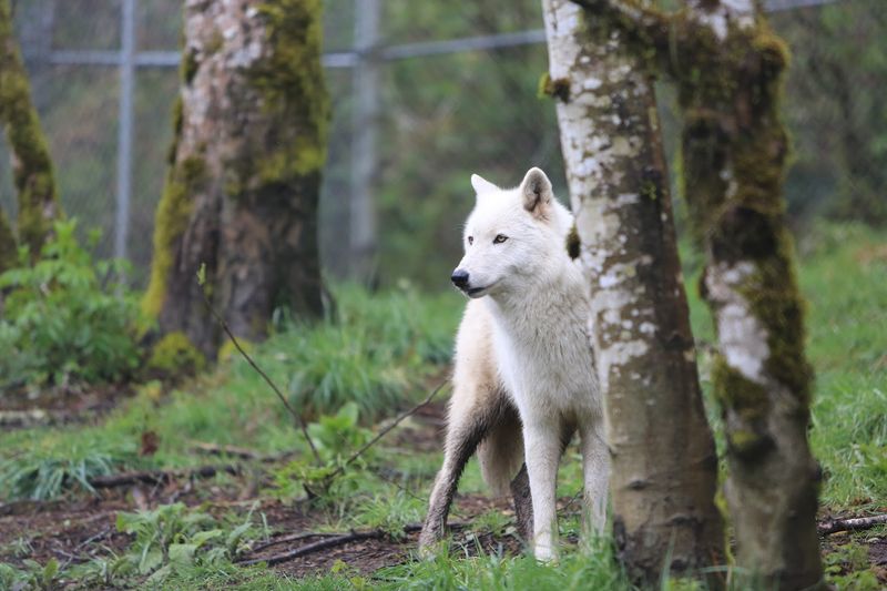 White Wolf Sanctuary &mdash; Tidewater, Oregon