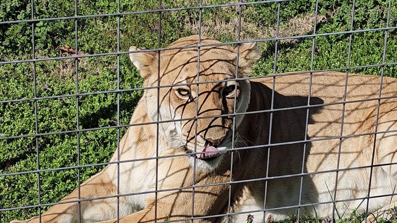 How It All Began: A Family and a Lion