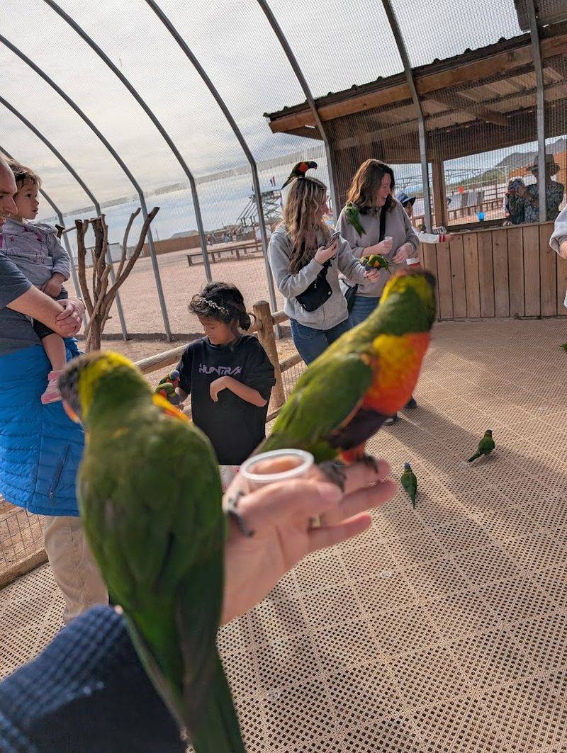 Feeding Lorikeets and Parakeets Up Close