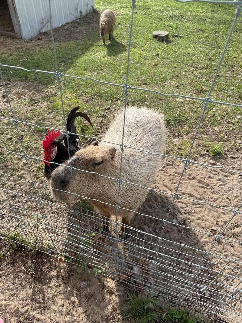 Capybara Meet and Greet
