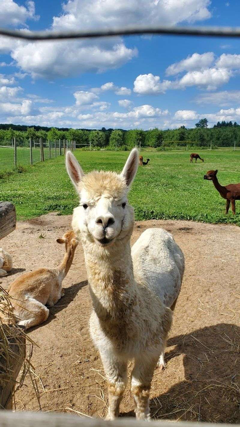 Free Petting Zoo With 140+ Animals