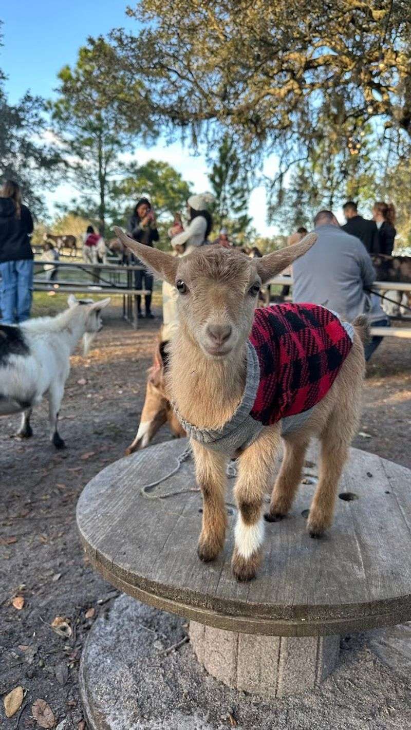 Essential Visitor Info