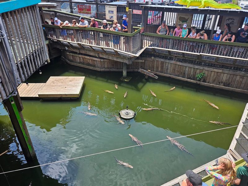 The Famous Gator Beach Experience