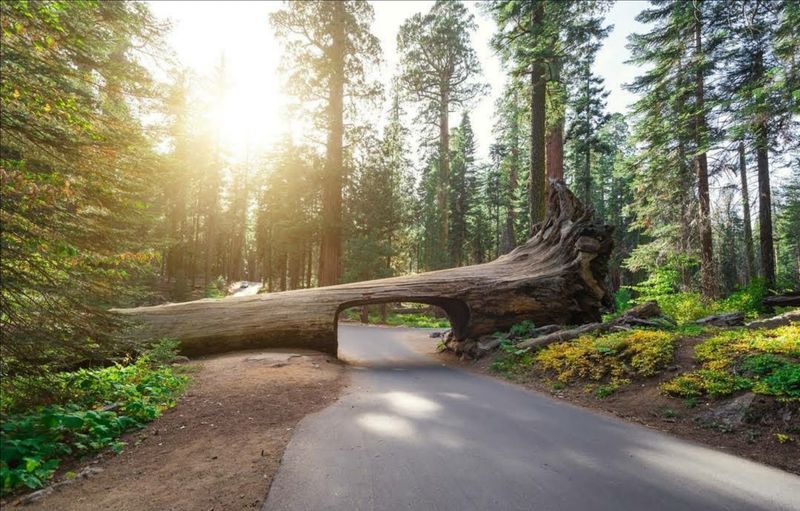 Sequoia National Park: Congress Trail from Giant Forest