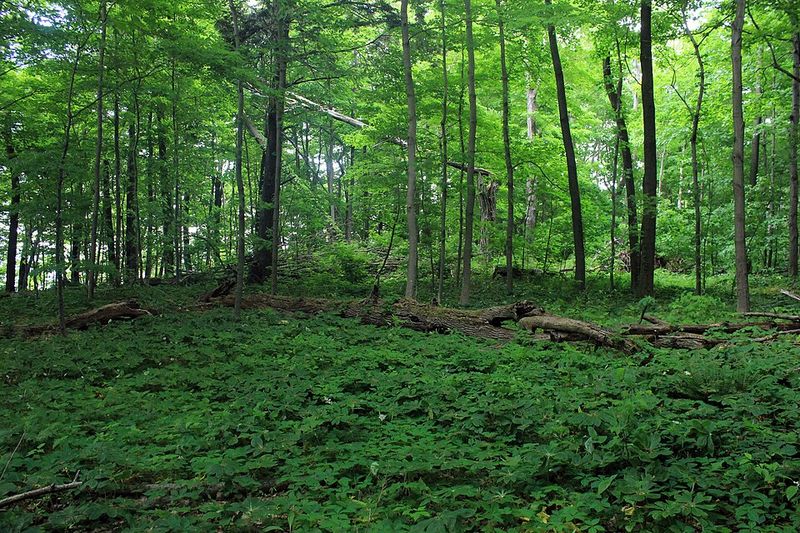 Birding in Changing Seasons