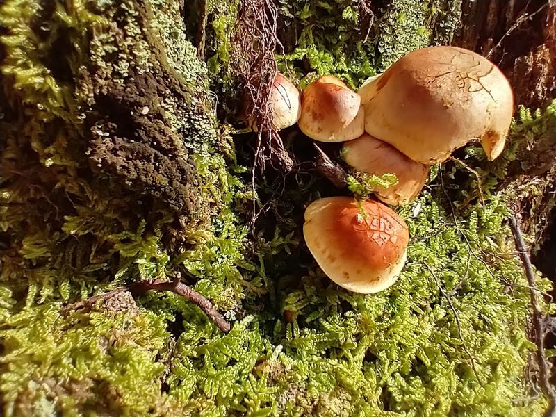 Forest Foraging and Wild Edibles