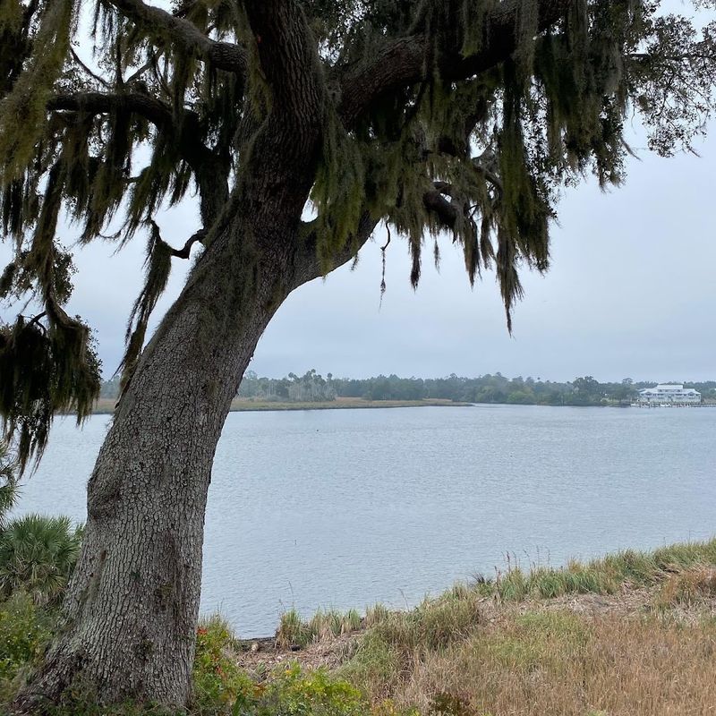 Wildlife Watching Along the River
