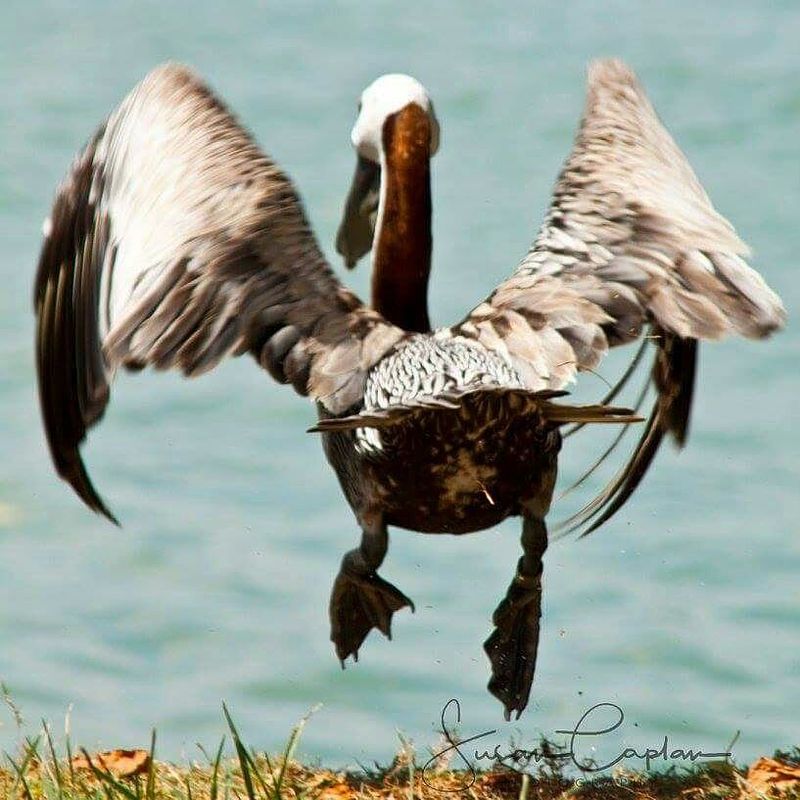 Pelican Harbor Seabird Station (Miami)