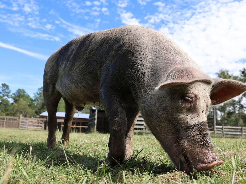 Critter Creek Farm Sanctuary (Gainesville, Florida)