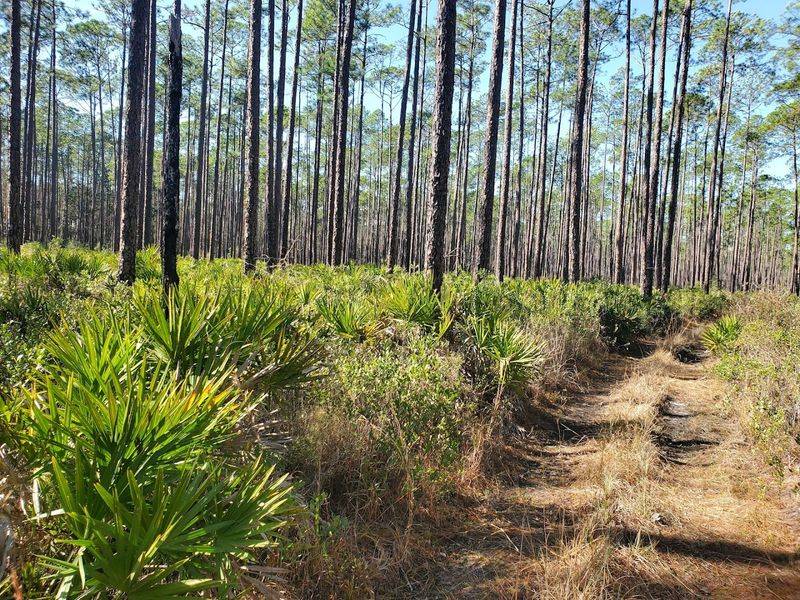 Florida National Scenic Trail: Through The Wet