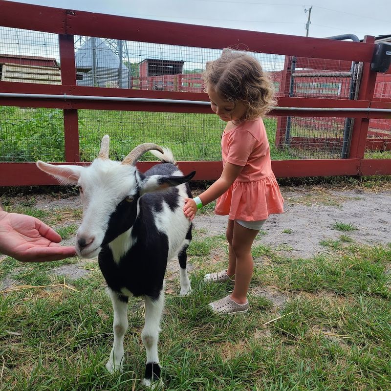 Petting Zoo Playbook