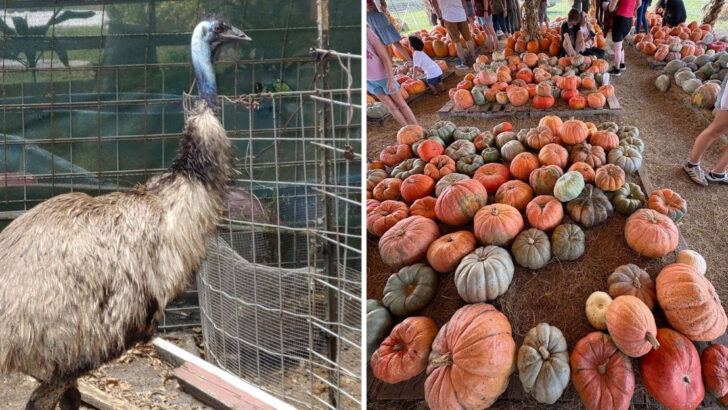 One Family Farm Near Tampa Has Animals So Friendly They&rsquo;ll Steal Your Heart