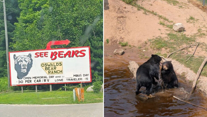 One Man Turned 250 Acres in Michigan Into a Refuge for Dozens of Black Bears