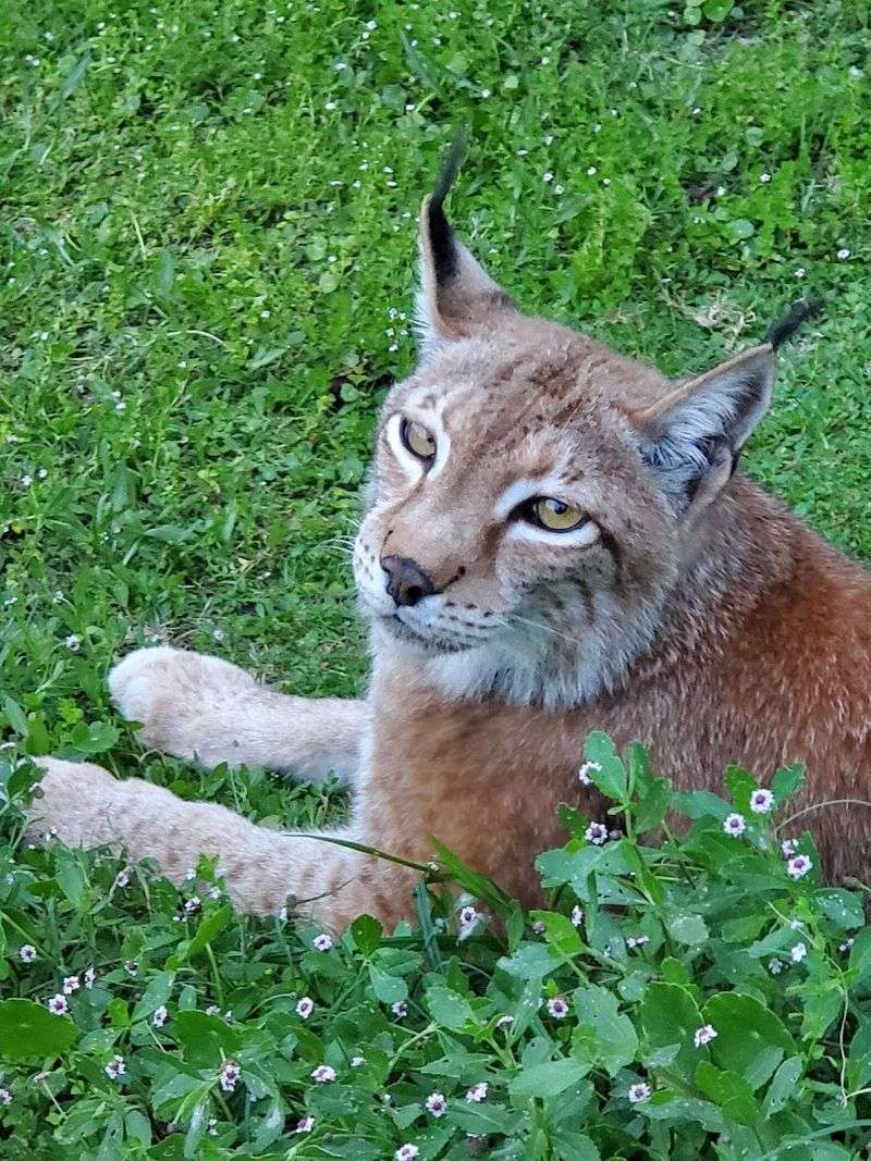 Getting Closer Than Any Zoo