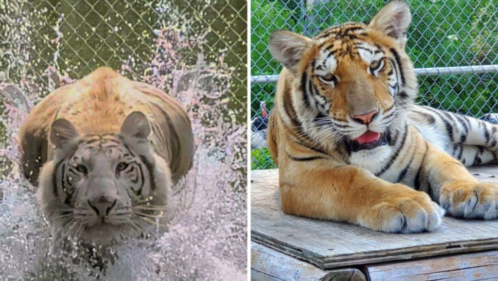 One Wildlife Sanctuary in Florida Gives Tigers Lavender Bubble Baths and Lets Visitors Get Closer Than Any Zoo Ever Would
