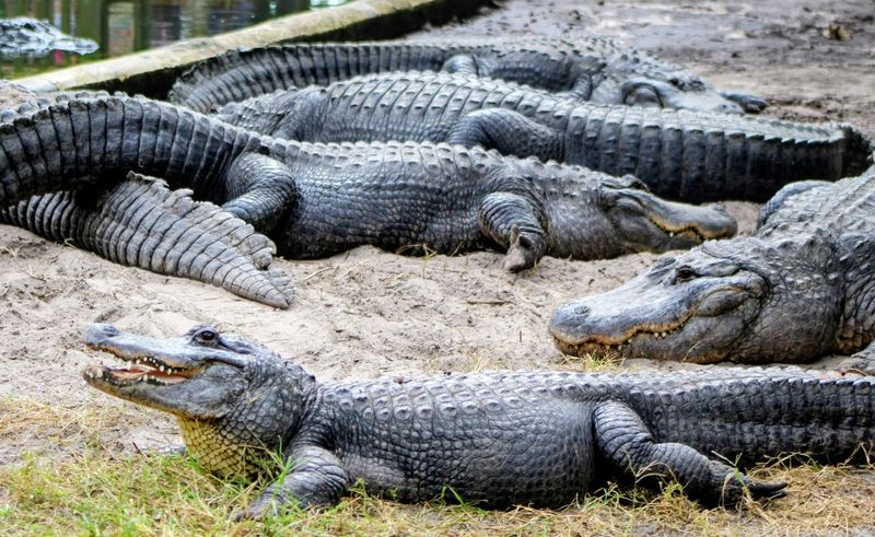 Every Crocodilian Species on Earth, All in One Place