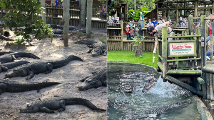 One of Florida’s Wildest Attractions Is This Historic Alligator Farm in St. Augustine