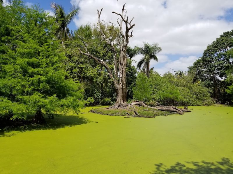 The Everglades Aviary and Native Ecosystems