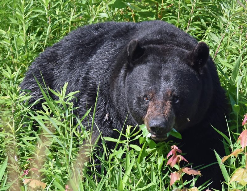 Bear Watching Along the Wildlife Drive
