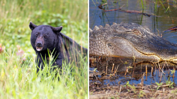 One of the Wildest Places in North Carolina Is a Refuge Where Bears and Alligators Still Roam Freely