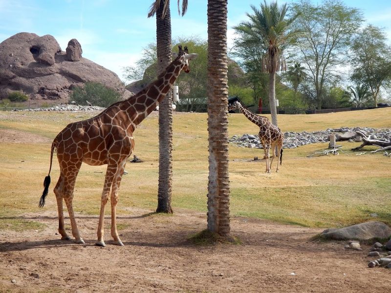 Phoenix Zoo - Phoenix, AZ