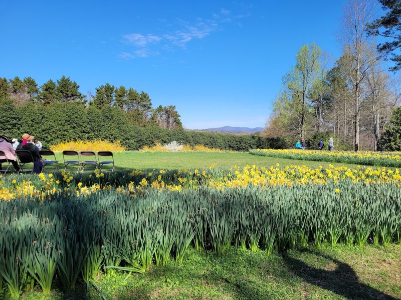The Legendary Daffodil Festival