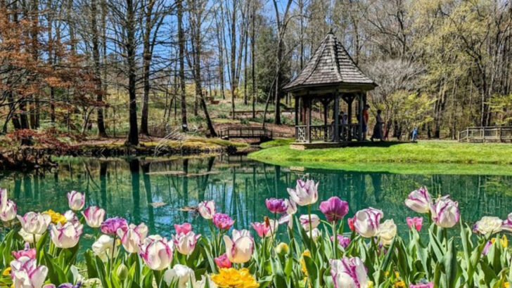 Over 20 Million Daffodils Make This Georgia Garden A Must-See Each Spring