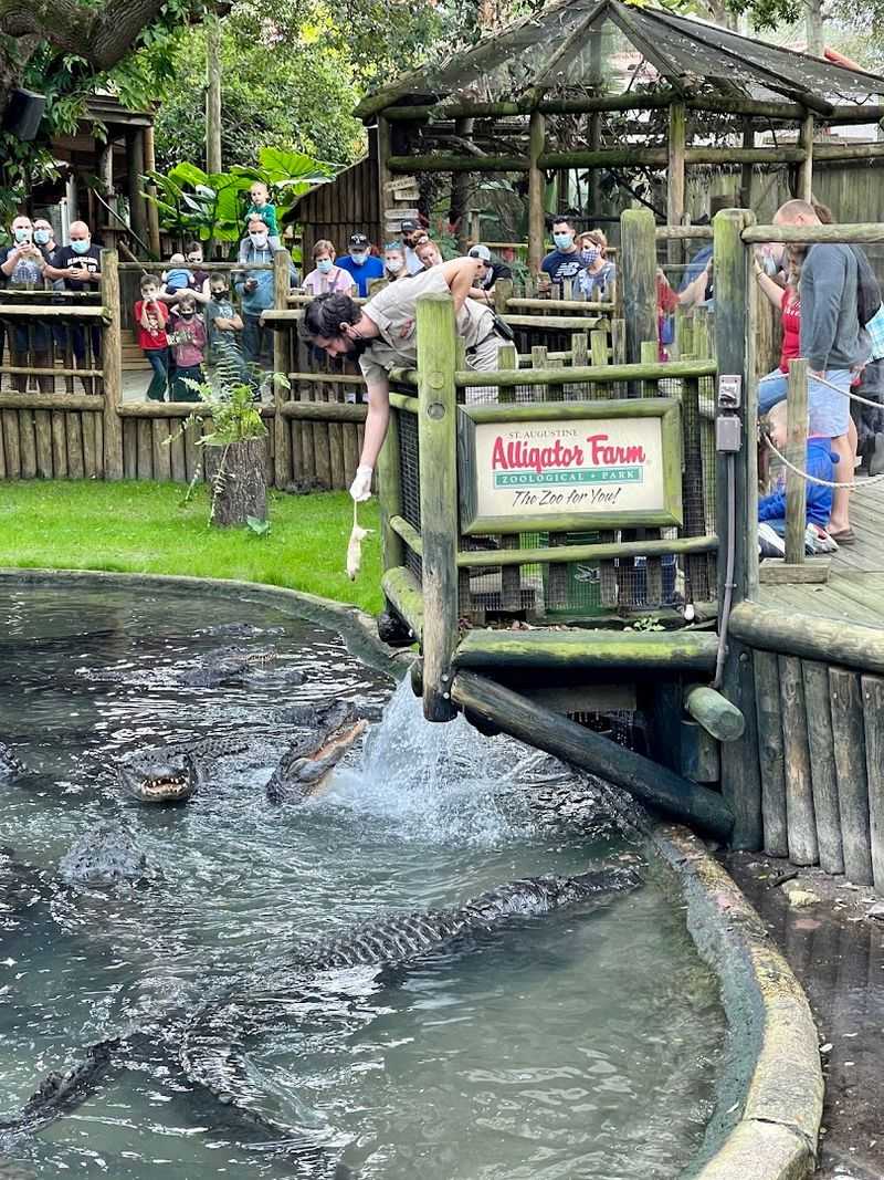 Practical Tips for Planning Your Visit to the Alligator Farm