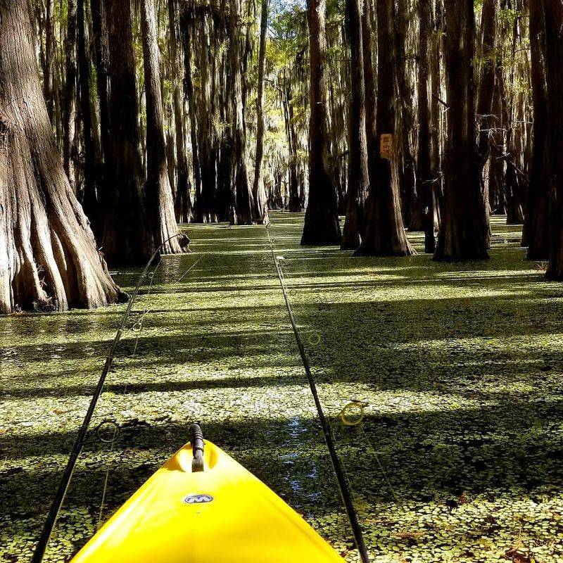 Canoeing Through the Ancient Cypress Forest