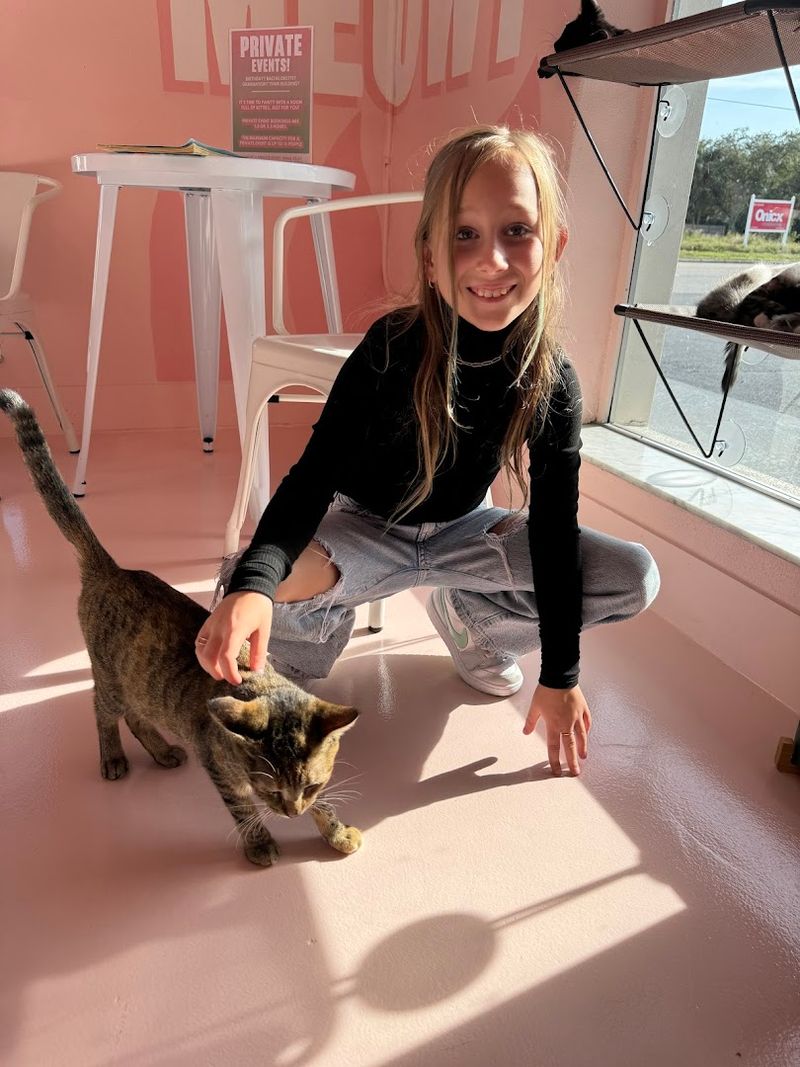 The One-Hour Cat Lounge Experience