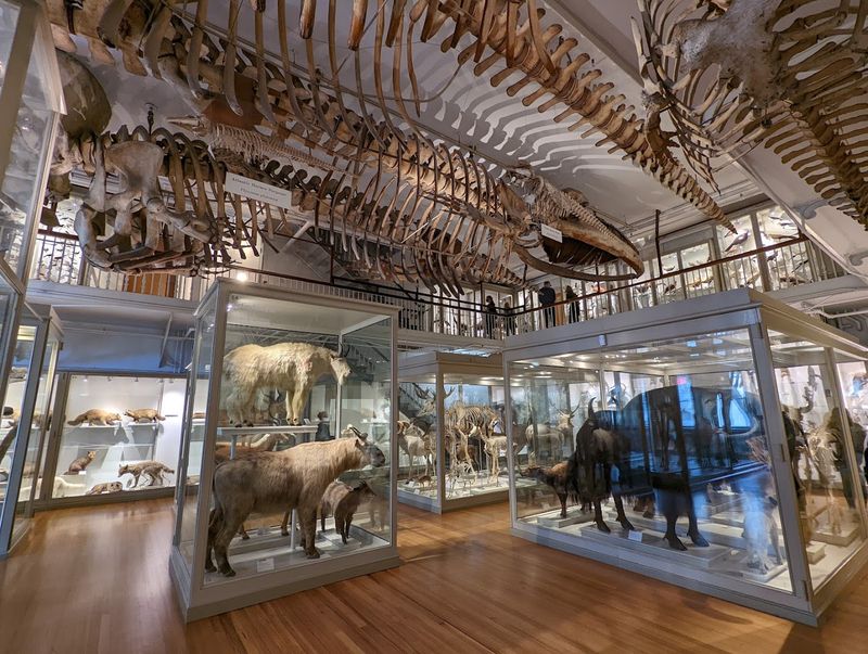 Harvard Museum of Natural History