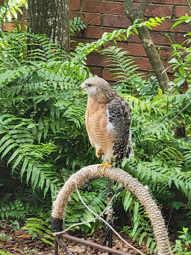 Audubon Center for Birds of Prey (Maitland)