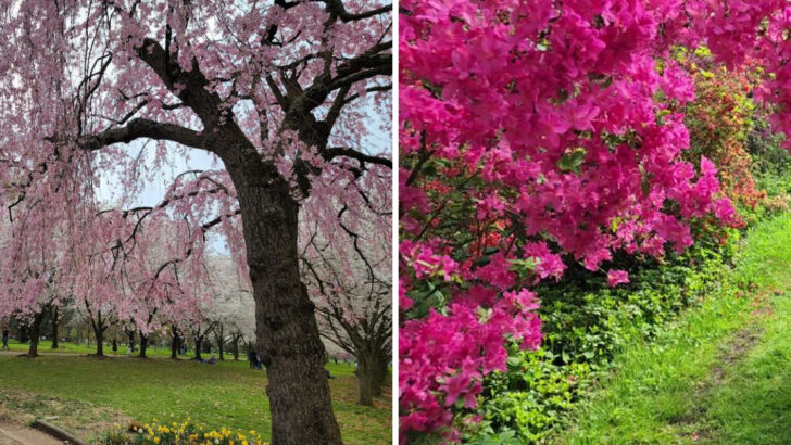 Pennsylvania&rsquo;s Most Beautiful Spots to See Cherry Blossoms and Redbuds This Season