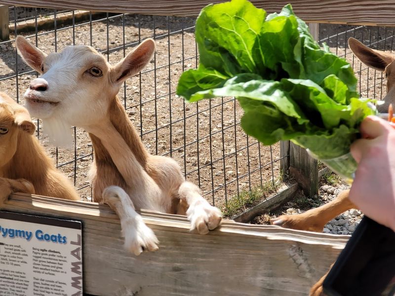Kid Train, Play Spaces, and Shaded Breaks